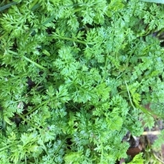 Unverified Plant at Turtons Creek, VIC - 11 Sep 2019 by StuartInchley