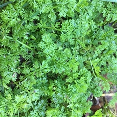 Unverified Plant at Turtons Creek, VIC - 11 Sep 2019 by StuartInchley