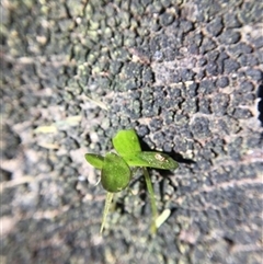 Unverified Plant at Turtons Creek, VIC - 1 Jan 2022 by StuartInchley