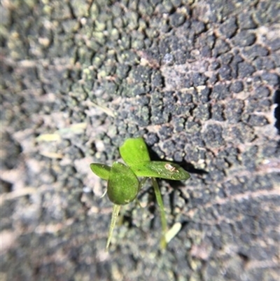 Unverified Plant at Turtons Creek, VIC - 1 Jan 2022 by StuartInchley