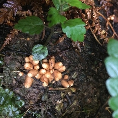 Unverified Plant at Turtons Creek, VIC - 30 Aug 2021 by StuartInchley