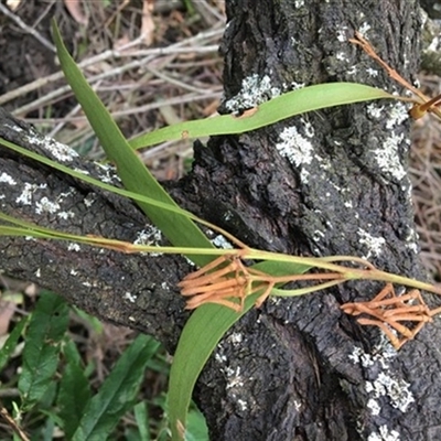 Unverified Plant at Turtons Creek, VIC - 18 Oct 2021 by StuartInchley