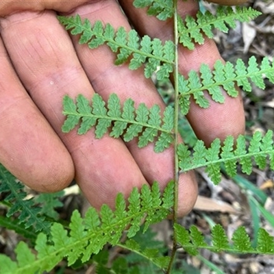 Unverified Plant at Turtons Creek, VIC - 8 Nov 2022 by StuartInchley