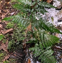 Unverified Plant at Turtons Creek, VIC - 13 Nov 2022 by StuartInchley