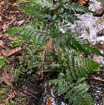 Unverified Plant at Turtons Creek, VIC - 13 Nov 2022 by StuartInchley