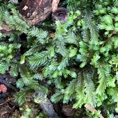 Unverified Plant at Turtons Creek, VIC - 31 Aug 2022 by StuartInchley