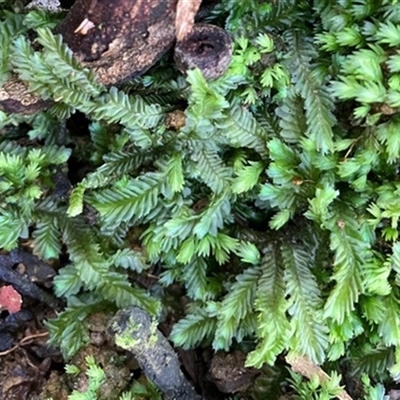 Unverified Plant at Turtons Creek, VIC - 31 Aug 2022 by StuartInchley