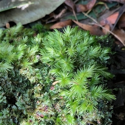 Unverified Plant at Turtons Creek, VIC - 31 Aug 2022 by StuartInchley