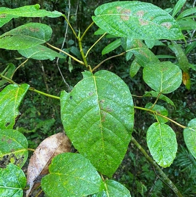 Ficus variegata at Syndicate, QLD - 10 Jul 2025 by Tapirlord