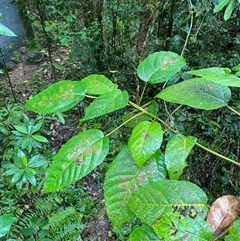 Ficus variegata at Syndicate, QLD - 10 Jul 2025 01:06 PM