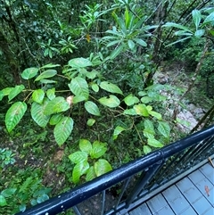 Ficus variegata at Syndicate, QLD - 10 Jul 2025 01:06 PM