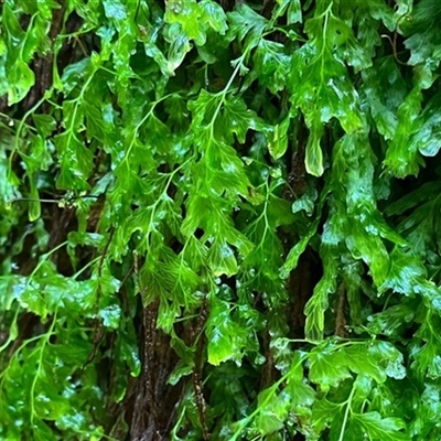 Unverified Plant at Turtons Creek, VIC - 24 Nov 2022 by StuartInchley