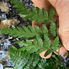 Unverified Plant at Turtons Creek, VIC - 13 Nov 2022 by StuartInchley