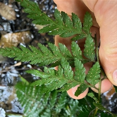 Unverified Plant at Turtons Creek, VIC - 13 Nov 2022 by StuartInchley