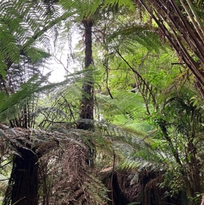 Unverified Plant at Turtons Creek, VIC - 16 Jan 2023 by StuartInchley