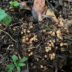 Unverified Plant at Dollar, VIC - 20 Jul 2023 by StuartInchley