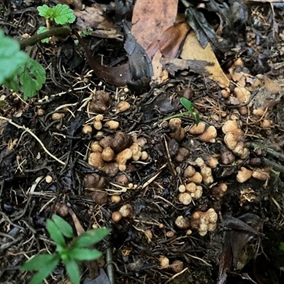 Unverified Plant at Dollar, VIC - 20 Jul 2023 by StuartInchley