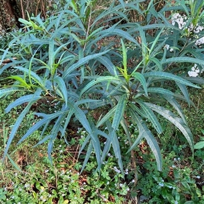 Unverified Plant at Foster, VIC - 7 Oct 2023 by StuartInchley