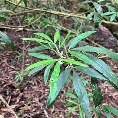 Zieria arborescens at Foster, VIC - 7 Oct 2023 by StuartInchley