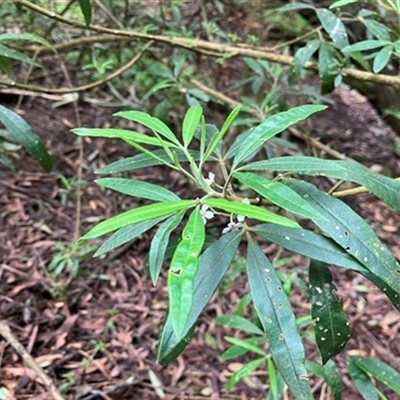 Zieria arborescens at Foster, VIC - 7 Oct 2023 by StuartInchley