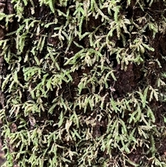 Unverified Plant at Foster, VIC - 7 Oct 2023 by StuartInchley