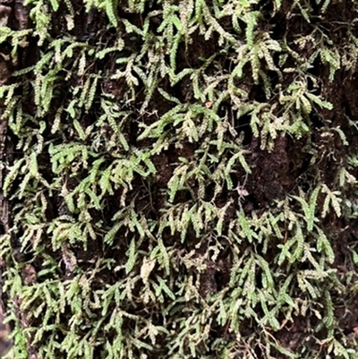 Unverified Plant at Foster, VIC - 7 Oct 2023 by StuartInchley