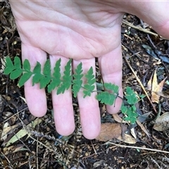 Unverified Plant at Foster, VIC - 7 Oct 2023 by StuartInchley
