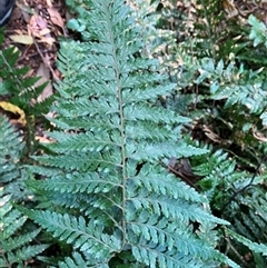 Unverified Plant at Foster, VIC - 7 Oct 2023 by StuartInchley