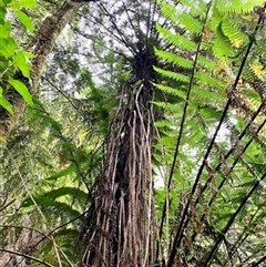 Unverified Plant at Turtons Creek, VIC - 8 Dec 2023 by StuartInchley