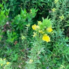 Unverified Plant at Turtons Creek, VIC - 3 Jan 2024 by StuartInchley