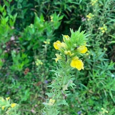 Unverified Plant at Turtons Creek, VIC - 3 Jan 2024 by StuartInchley