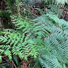 Unverified Plant by StuartInchley