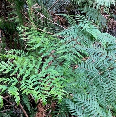 Unverified Plant at  - suppressed by StuartInchley