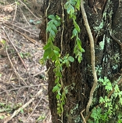 Unverified Plant by StuartInchley