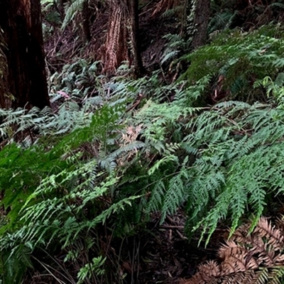 Unverified Plant at  - suppressed by StuartInchley