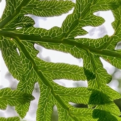 Unverified at suppressed - suppressed