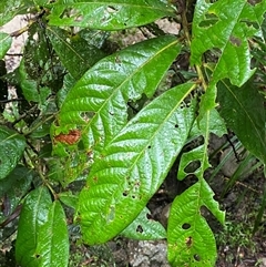 Litsea leefeana at Syndicate, QLD - 10 Jul 2025 by Tapirlord