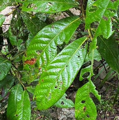 Litsea leefeana at Syndicate, QLD - 10 Jul 2025 by Tapirlord