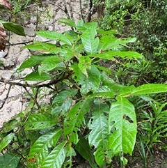 Unverified at suppressed - suppressed