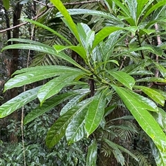 Unverified Other Tree at Syndicate, QLD - 10 Jul 2025 by Tapirlord