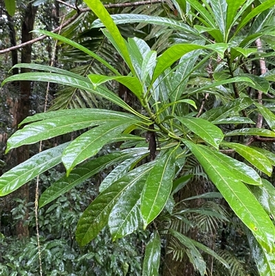 Unverified Other Tree at Syndicate, QLD - 10 Jul 2025 by Tapirlord