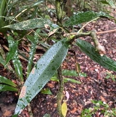 Syzygium cryptophlebium at Syndicate, QLD - 10 Jul 2025 by Tapirlord