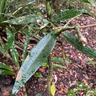 Syzygium cryptophlebium at Syndicate, QLD - 10 Jul 2025 by Tapirlord