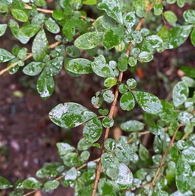 Phyllanthus microcladus (Brush Sauropus) at Syndicate, QLD - 10 Jul 2025 by Tapirlord