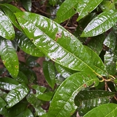 Lindsayomyrtus racemoides (daintree penda) at Syndicate, QLD - 10 Jul 2025 by Tapirlord