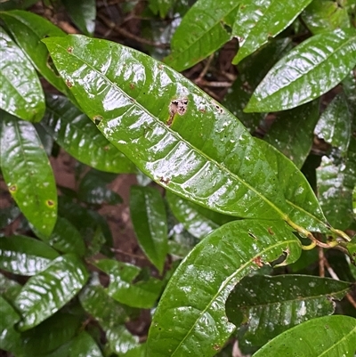 Lindsayomyrtus racemoides (daintree penda) at Syndicate, QLD - 10 Jul 2025 by Tapirlord