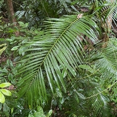 Calamus moti at Syndicate, QLD - 10 Jul 2025 by Tapirlord