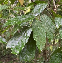 Steganthera laxiflora subsp. laxiflora (tetra beech) at Syndicate, QLD - 10 Jul 2025 by Tapirlord