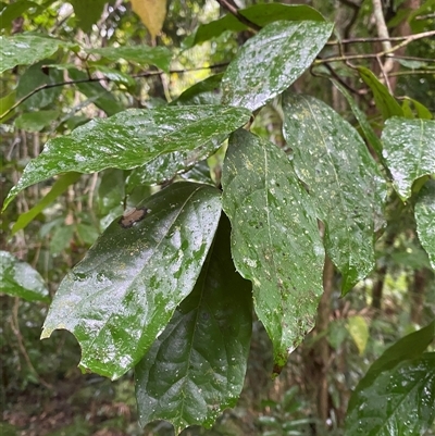 Steganthera laxiflora subsp. laxiflora (tetra beech) at Syndicate, QLD - 10 Jul 2025 by Tapirlord