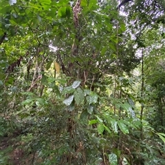 Steganthera laxiflora subsp. laxiflora at Syndicate, QLD - 10 Jul 2025 01:01 PM
